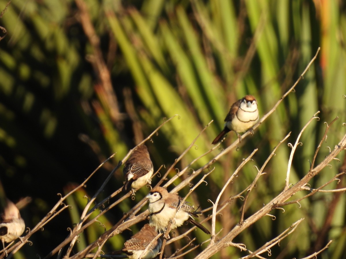 Double-barred Finch - ML626361569