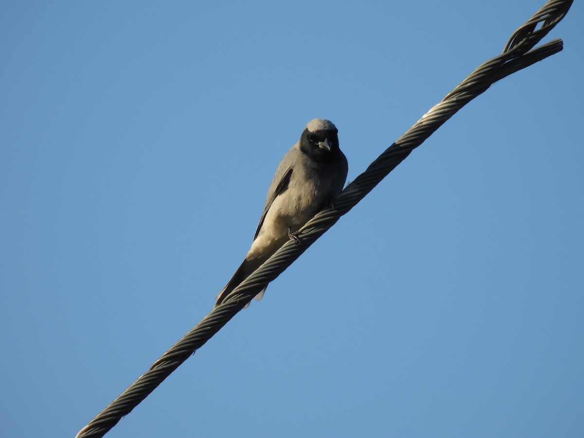 Masked Woodswallow - ML626361575