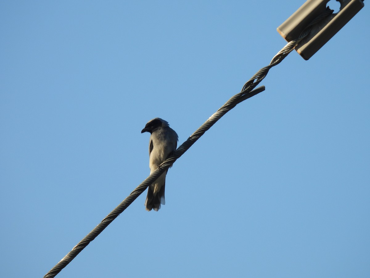 Masked Woodswallow - ML626361576