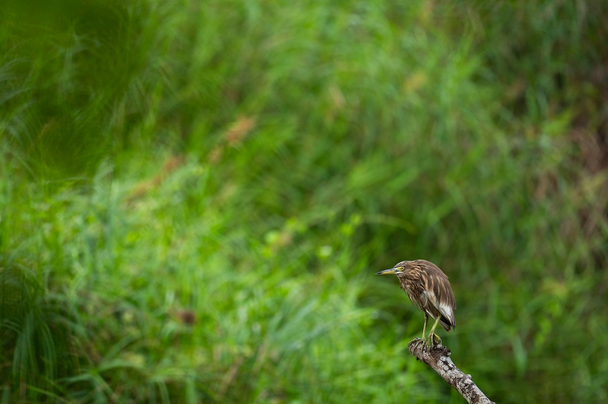 Indian Pond-Heron - ML626361689