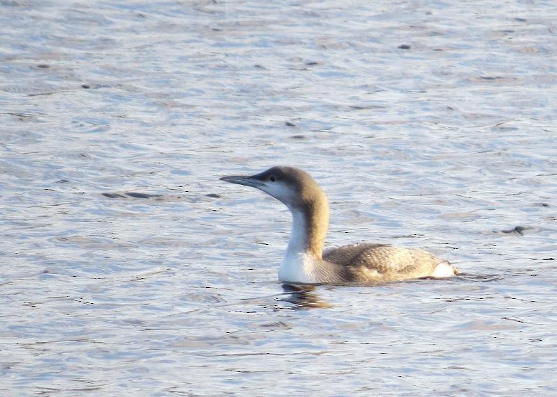 Plongeon arctique - ML626361805