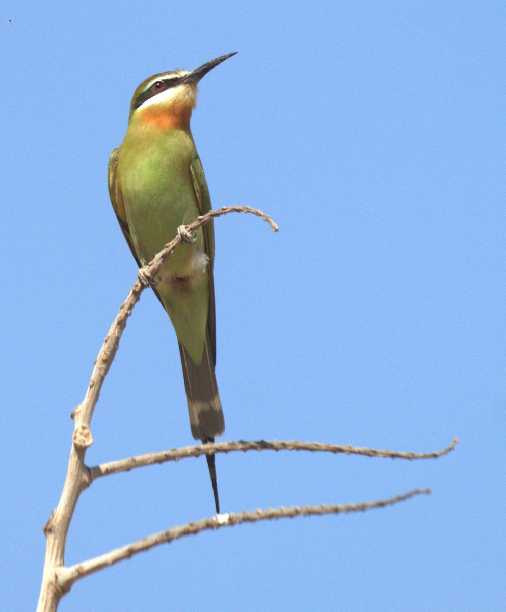 Olive Bee-eater - ML626361842