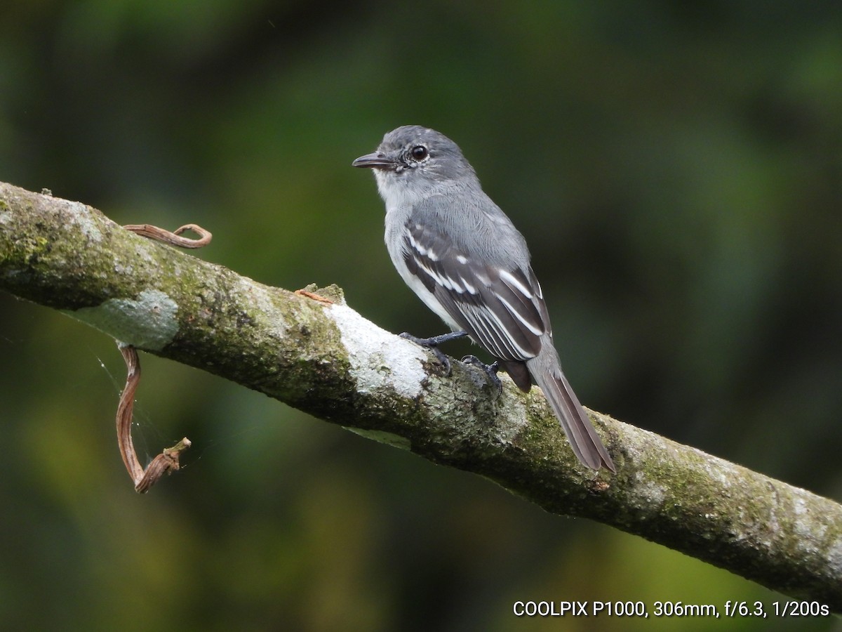 Choco Elaenia - Mauricio Ruano