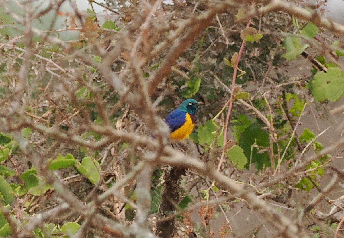 Golden-breasted Starling - ML626362044