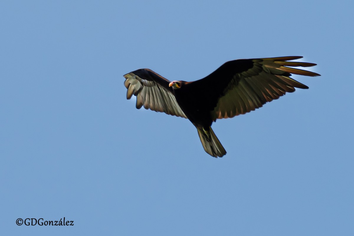 Lesser Yellow-headed Vulture - ML626362168