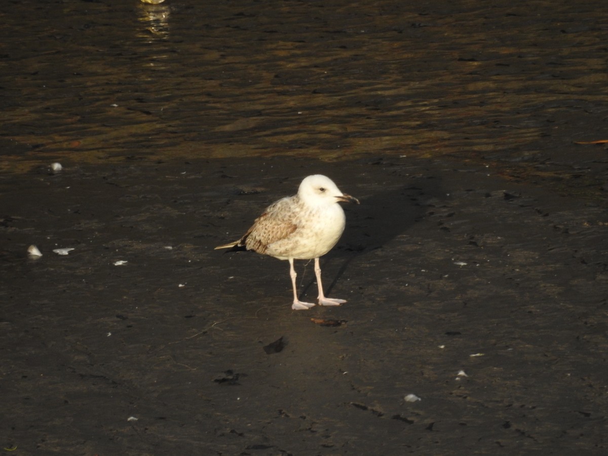 Caspian Gull - ML626362244