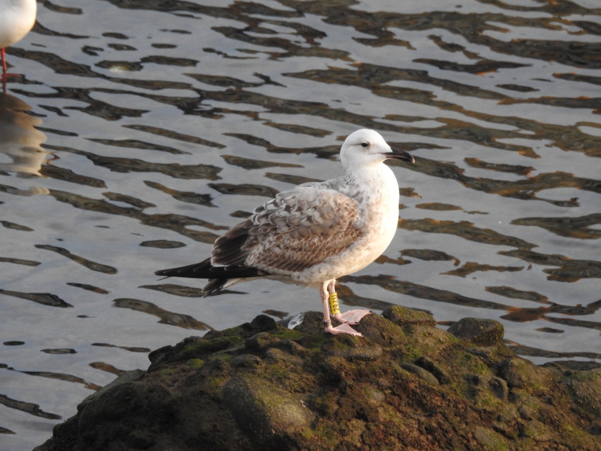 Caspian Gull - ML626362245