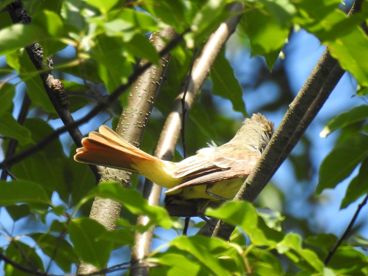 Great Crested Flycatcher - ML62636241