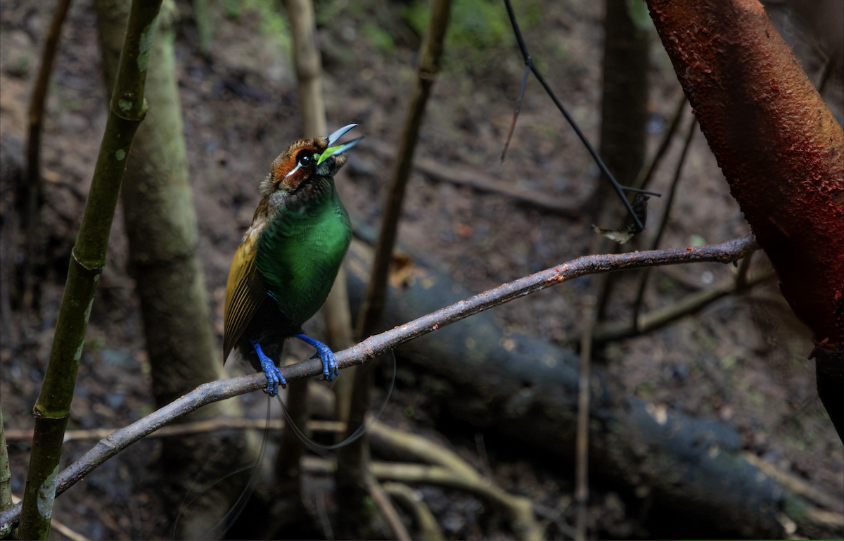 Magnificent Bird-of-Paradise - ML626362412