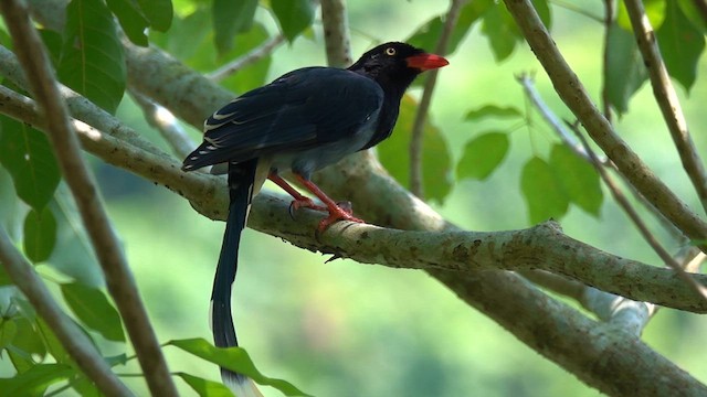Taiwan Blue-Magpie - ML626362435
