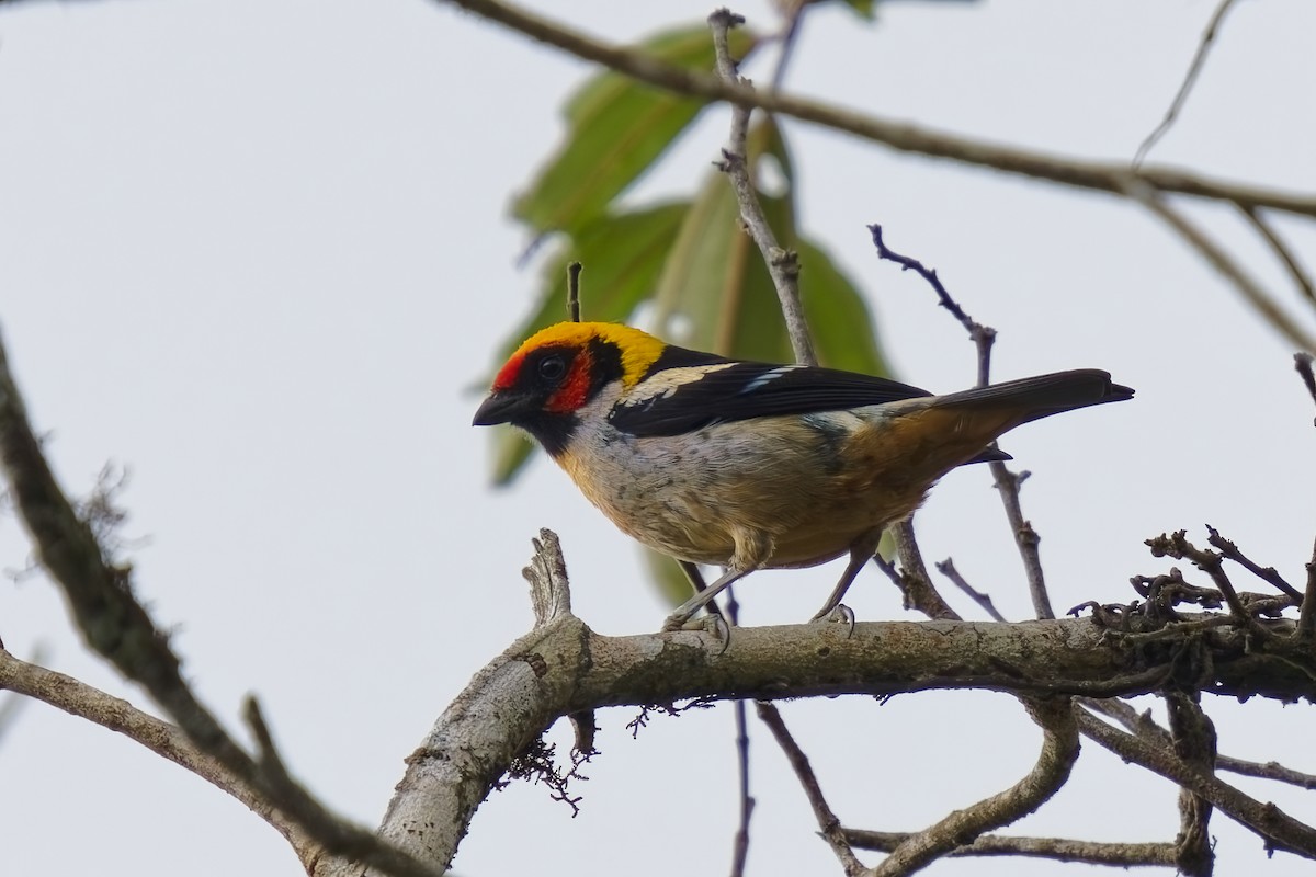 Flame-faced Tanager - ML626362481