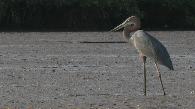 Goliath Heron - ML626362493