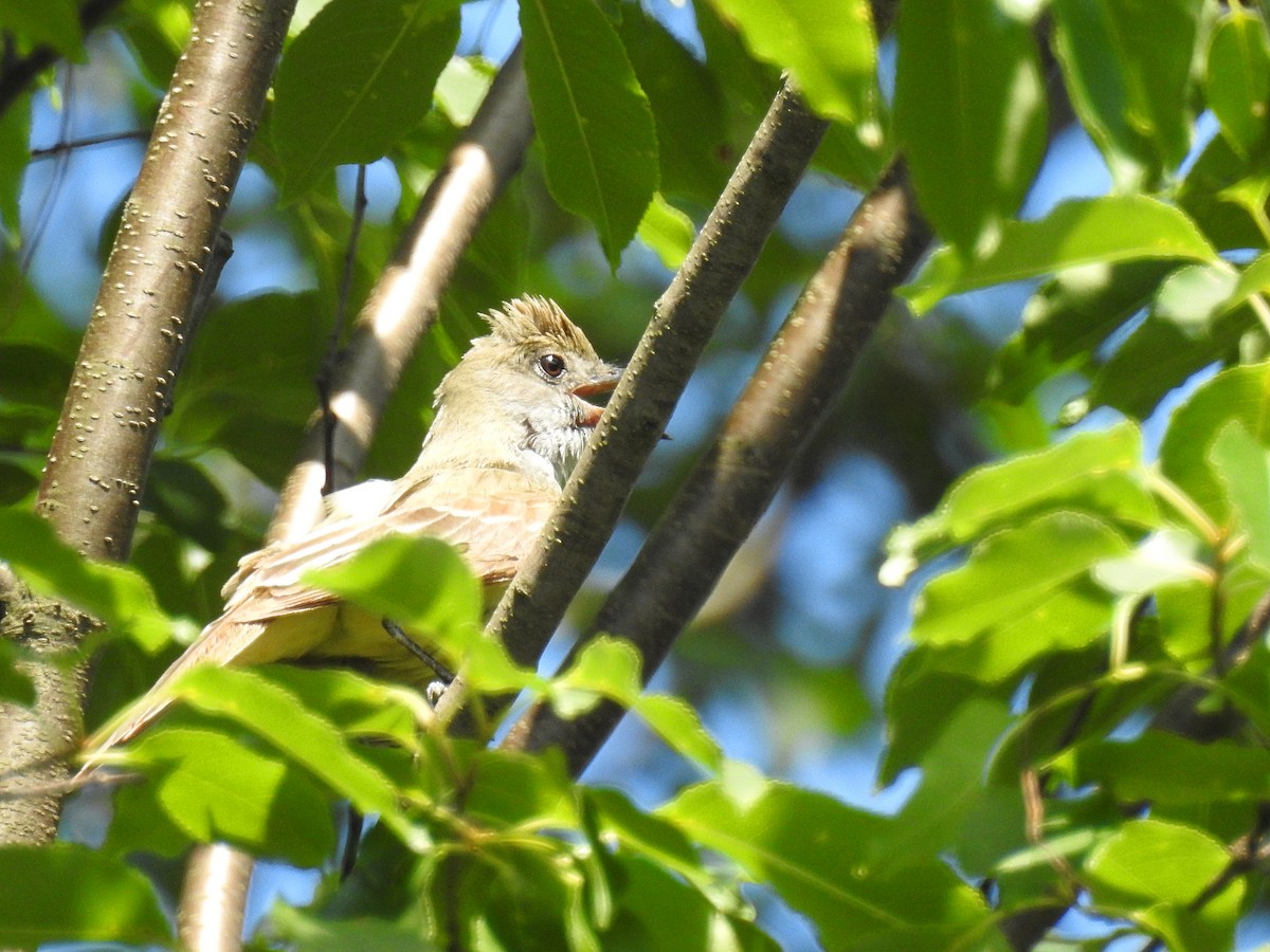 Great Crested Flycatcher - ML62636251