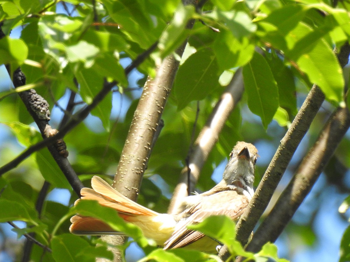 Great Crested Flycatcher - ML62636261
