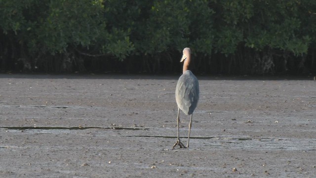 Goliath Heron - ML626362710