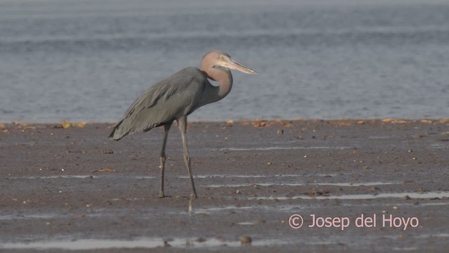 Goliath Heron - ML626362875