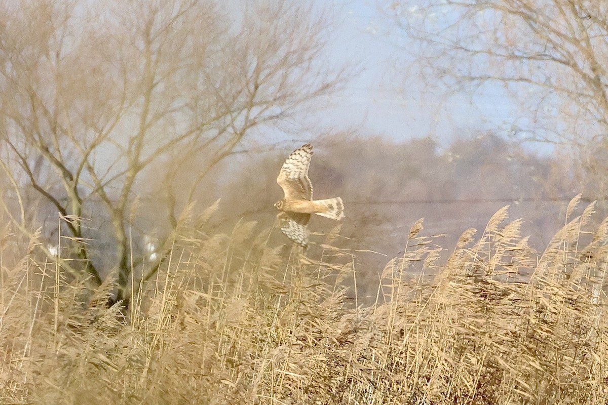 Hen Harrier - ML626363004