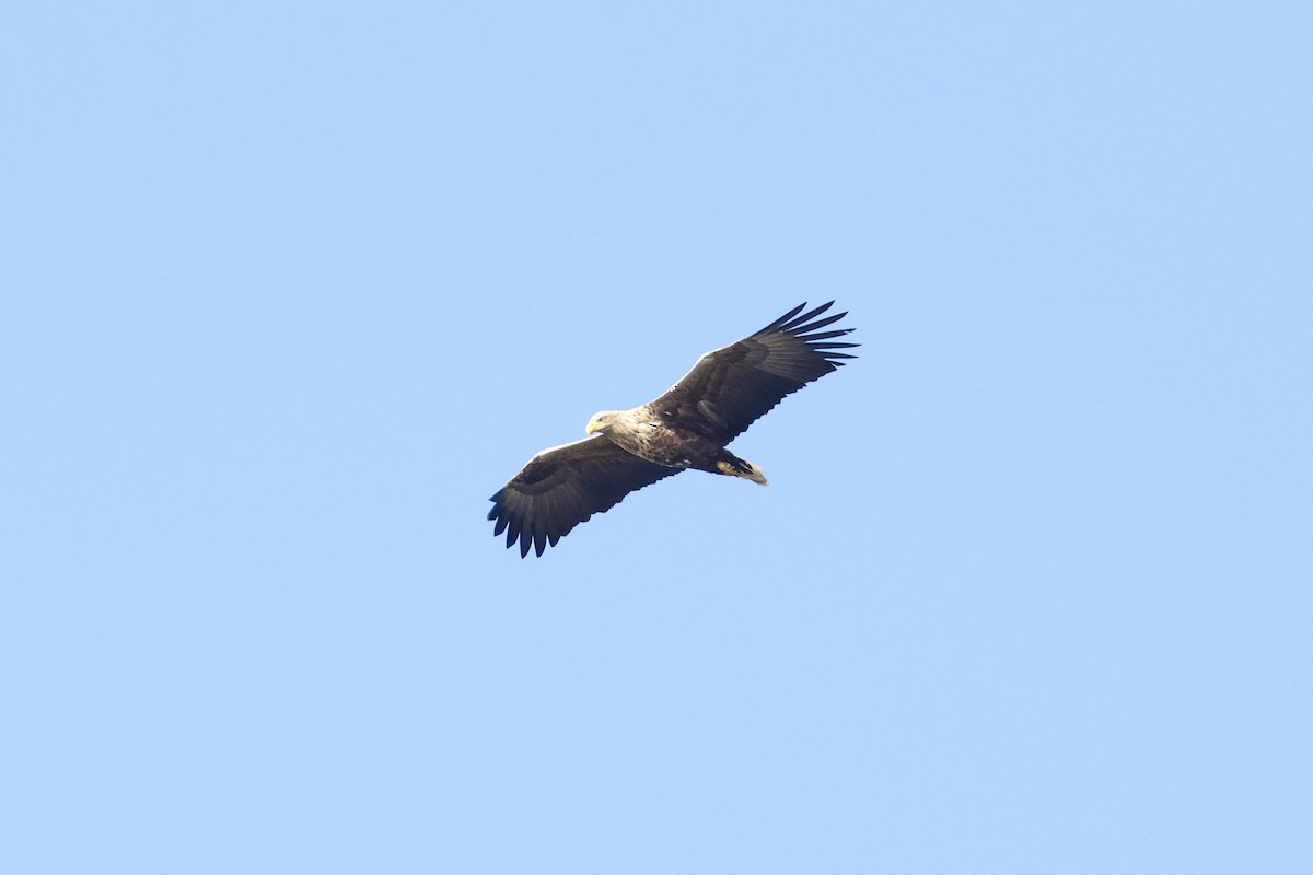 White-tailed Eagle - ML626363014