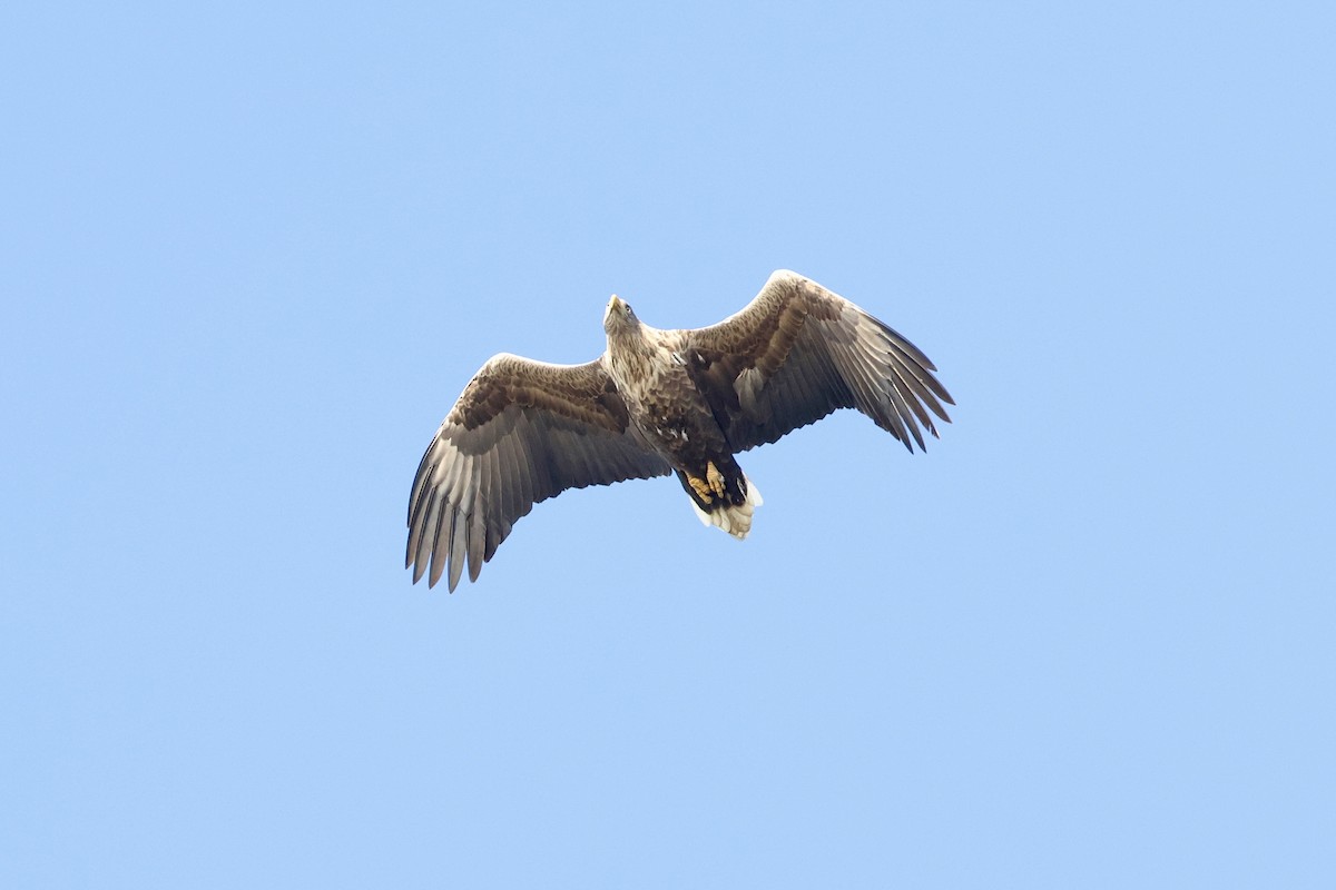 White-tailed Eagle - ML626363015