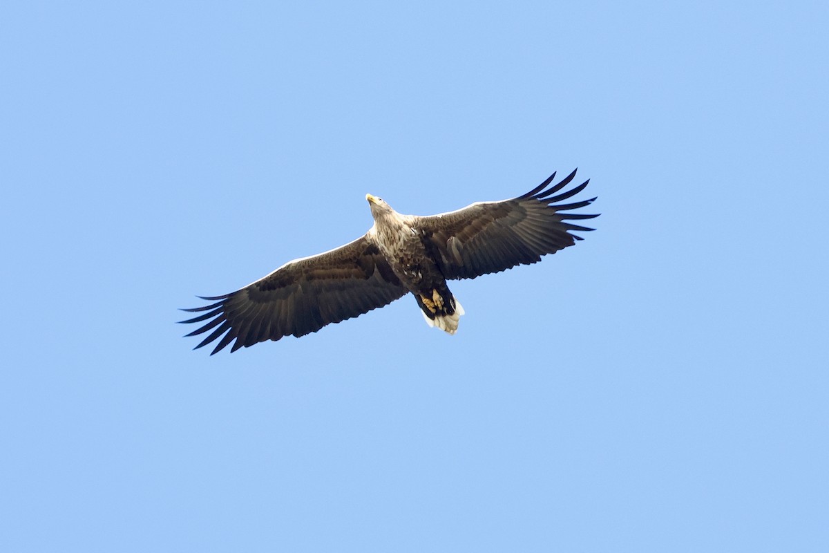 White-tailed Eagle - ML626363016