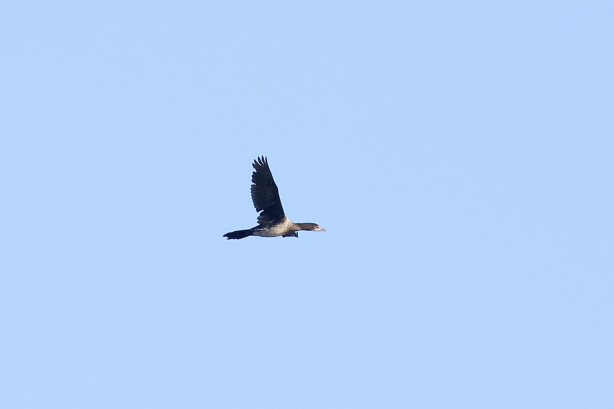 Pygmy Cormorant - ML626363054