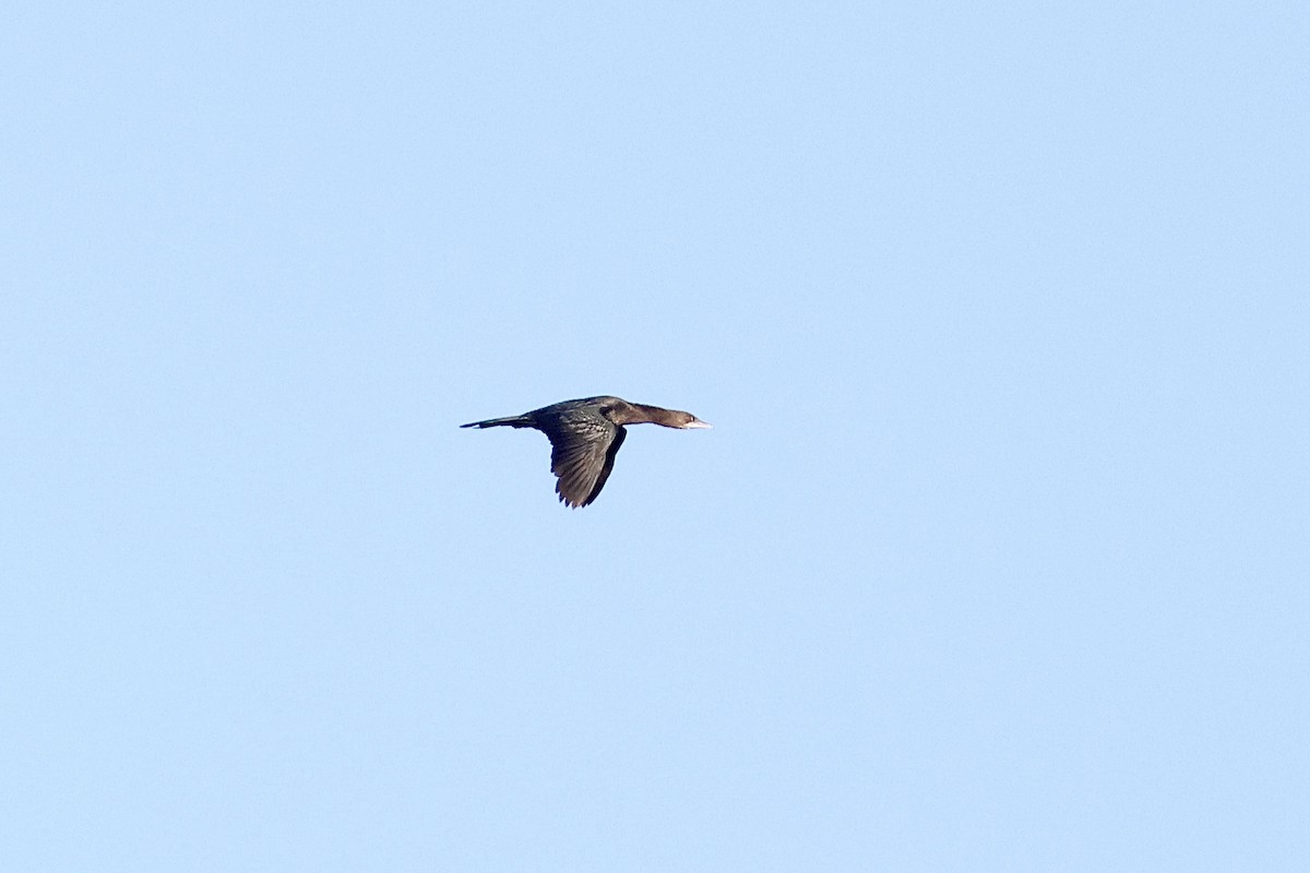 Pygmy Cormorant - ML626363055