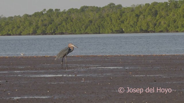 Goliath Heron - ML626363194