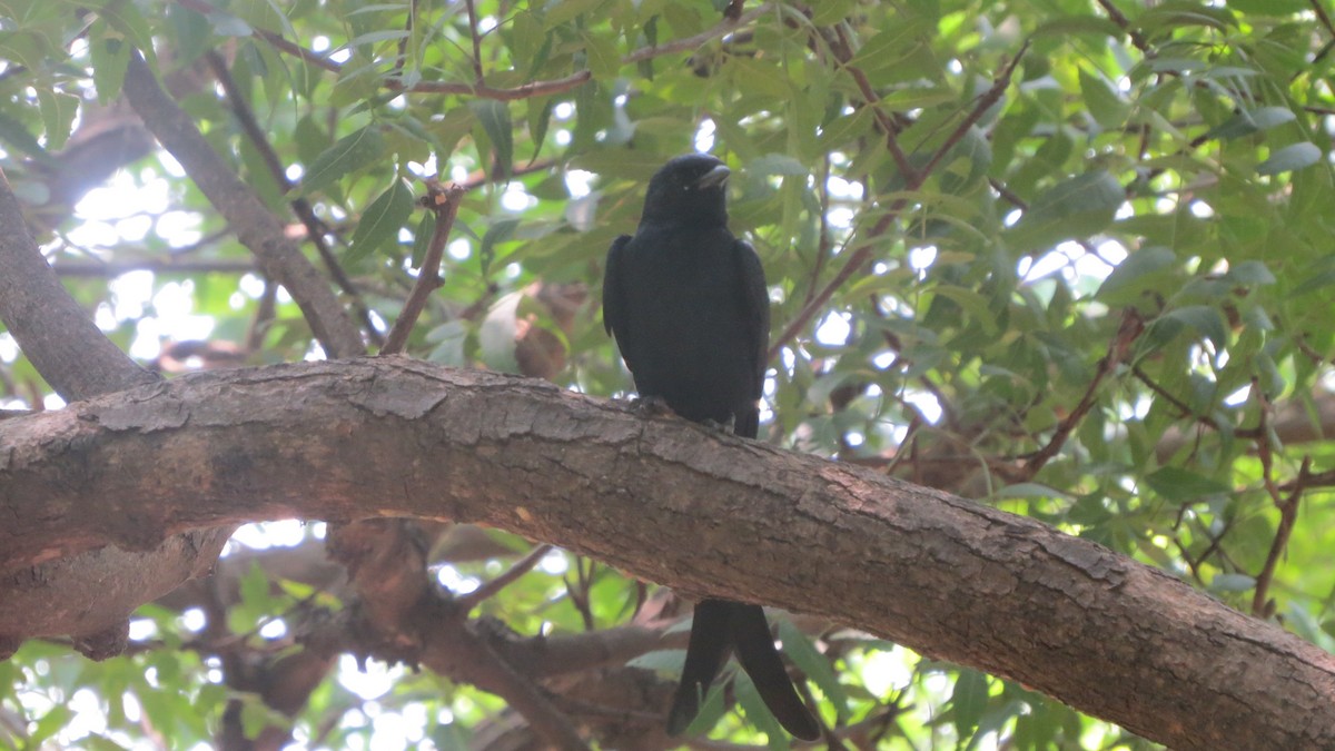 Drongo royal - ML626363247