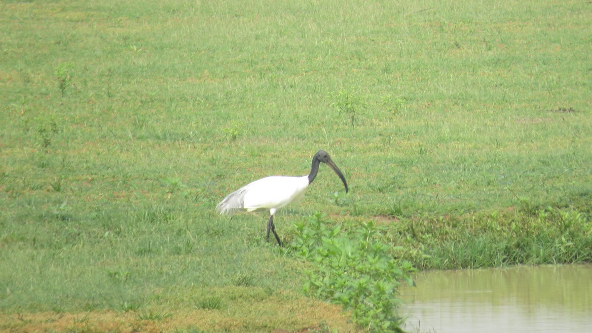 Ibis à tête noire - ML626363442