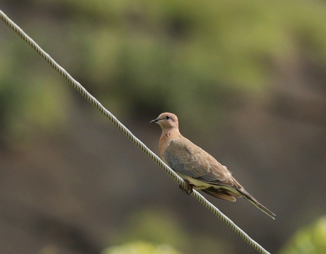 Laughing Dove - ML626363443
