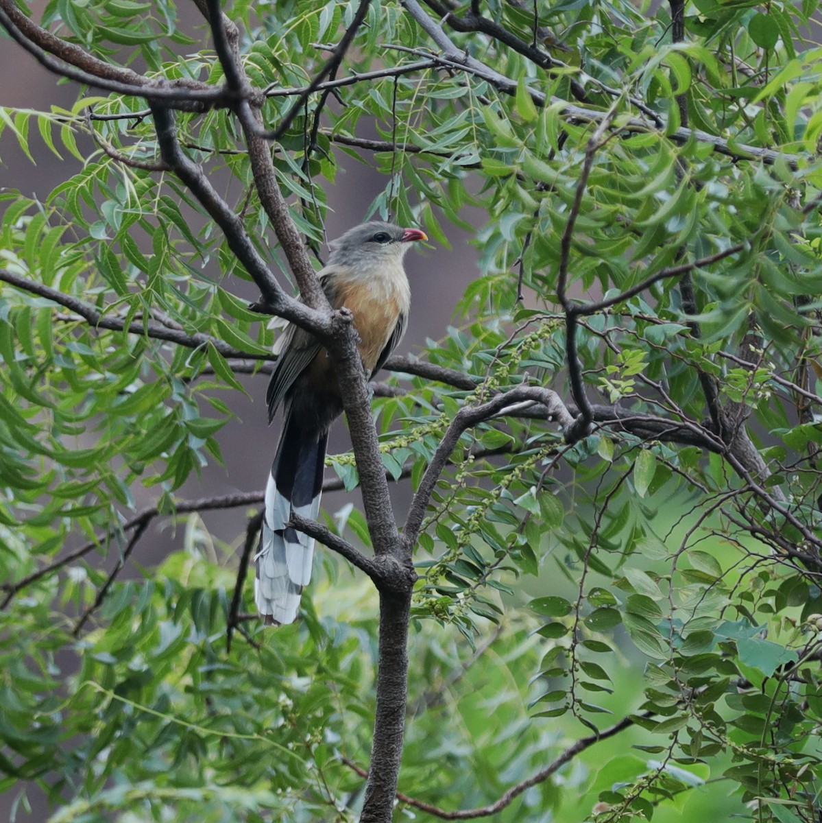 Sirkeer Malkoha - ML626363444