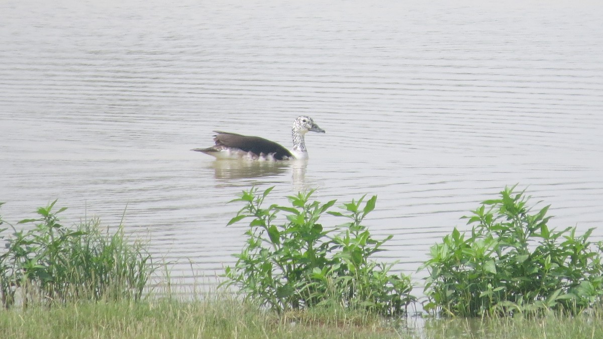 Canard à bosse - ML626363445