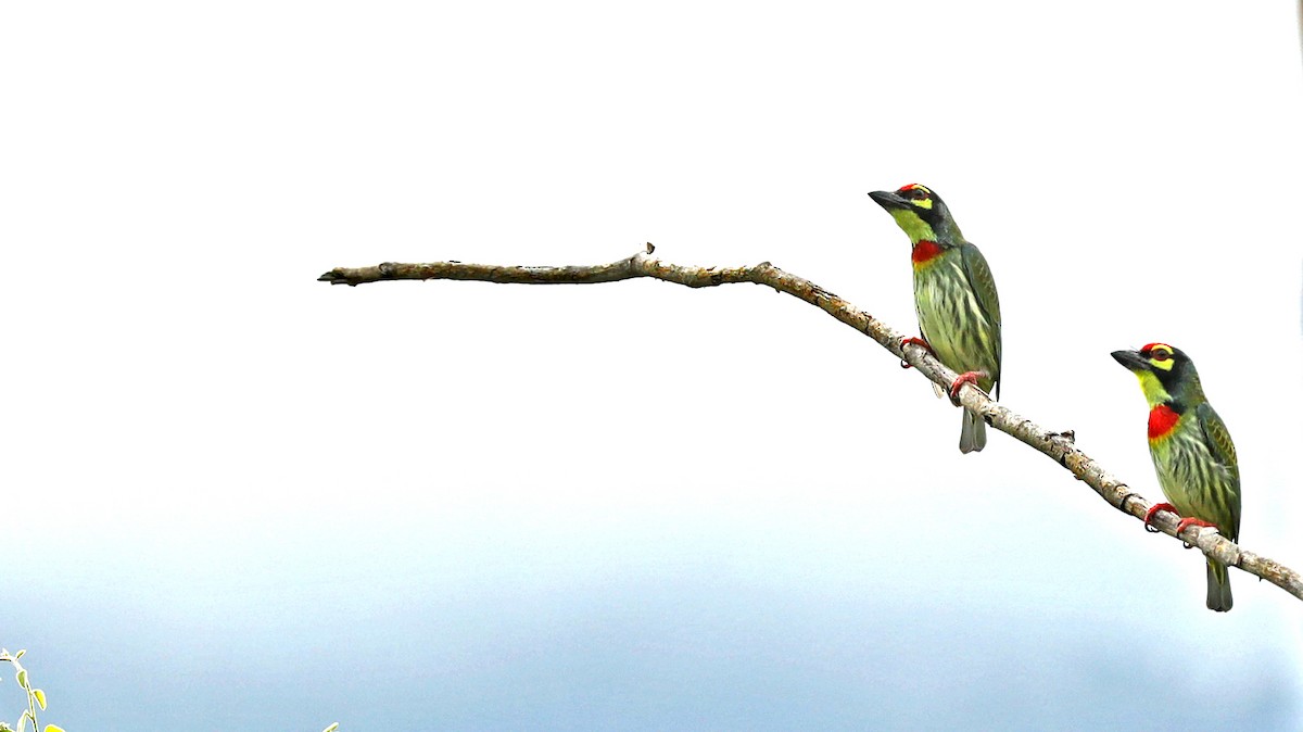 Coppersmith Barbet - ML626363447