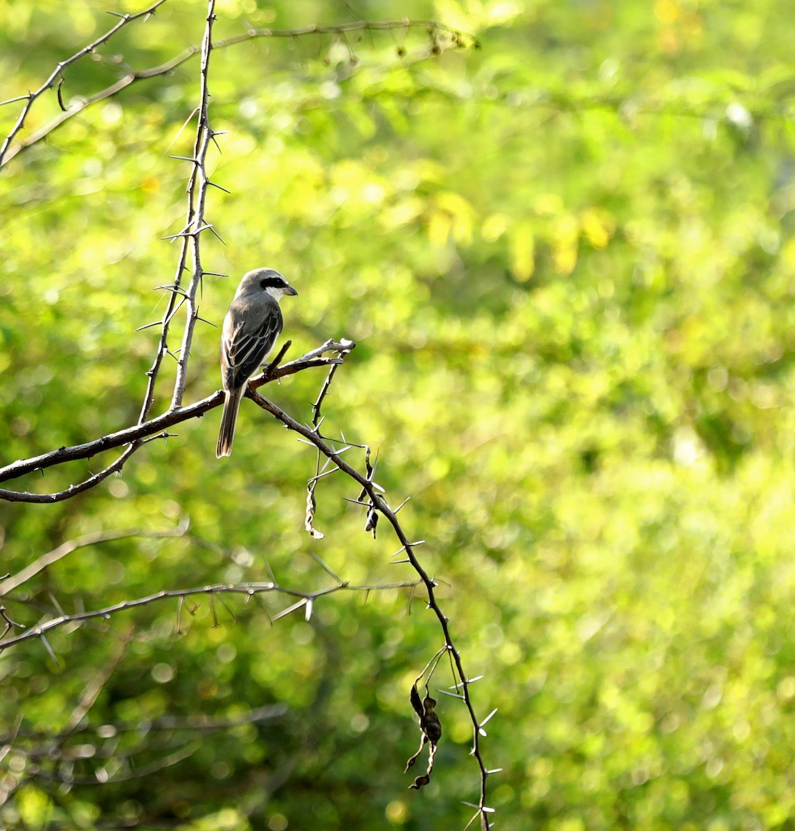 Brown Shrike - ML626363458