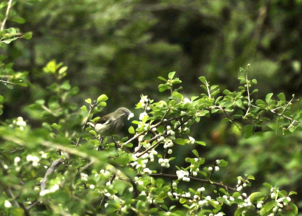 Thick-billed Flowerpecker - ML626363464