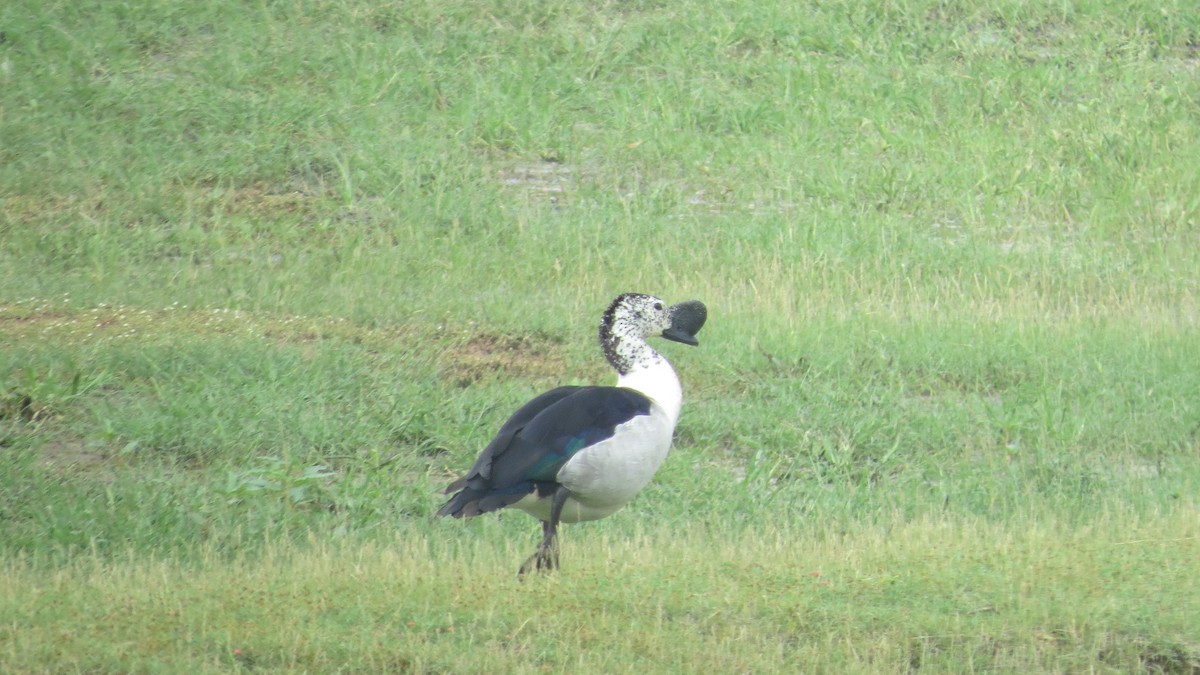 Canard à bosse - ML626363466