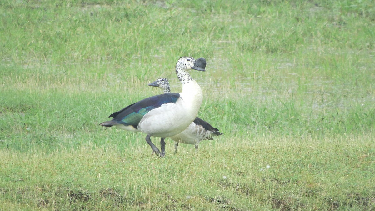 Canard à bosse - ML626363467