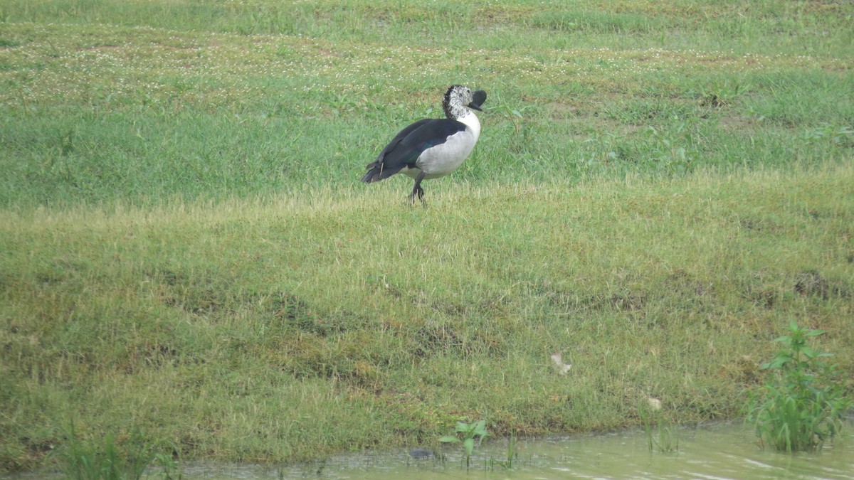 Canard à bosse - ML626363468