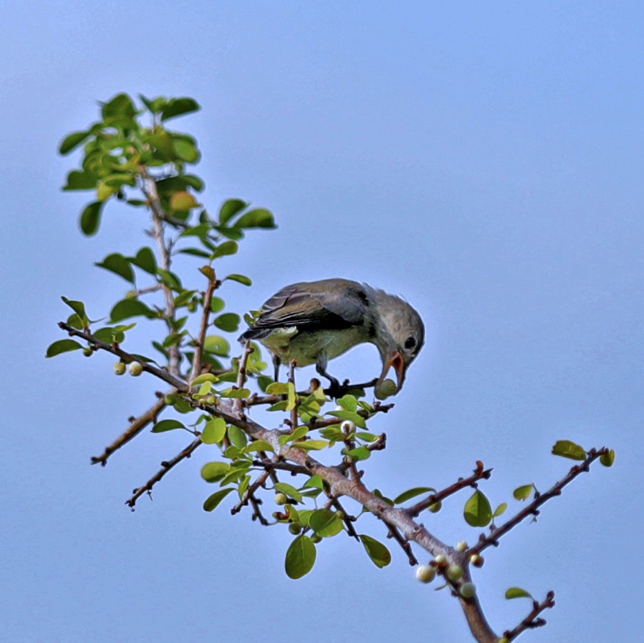 Pale-billed Flowerpecker - ML626363469