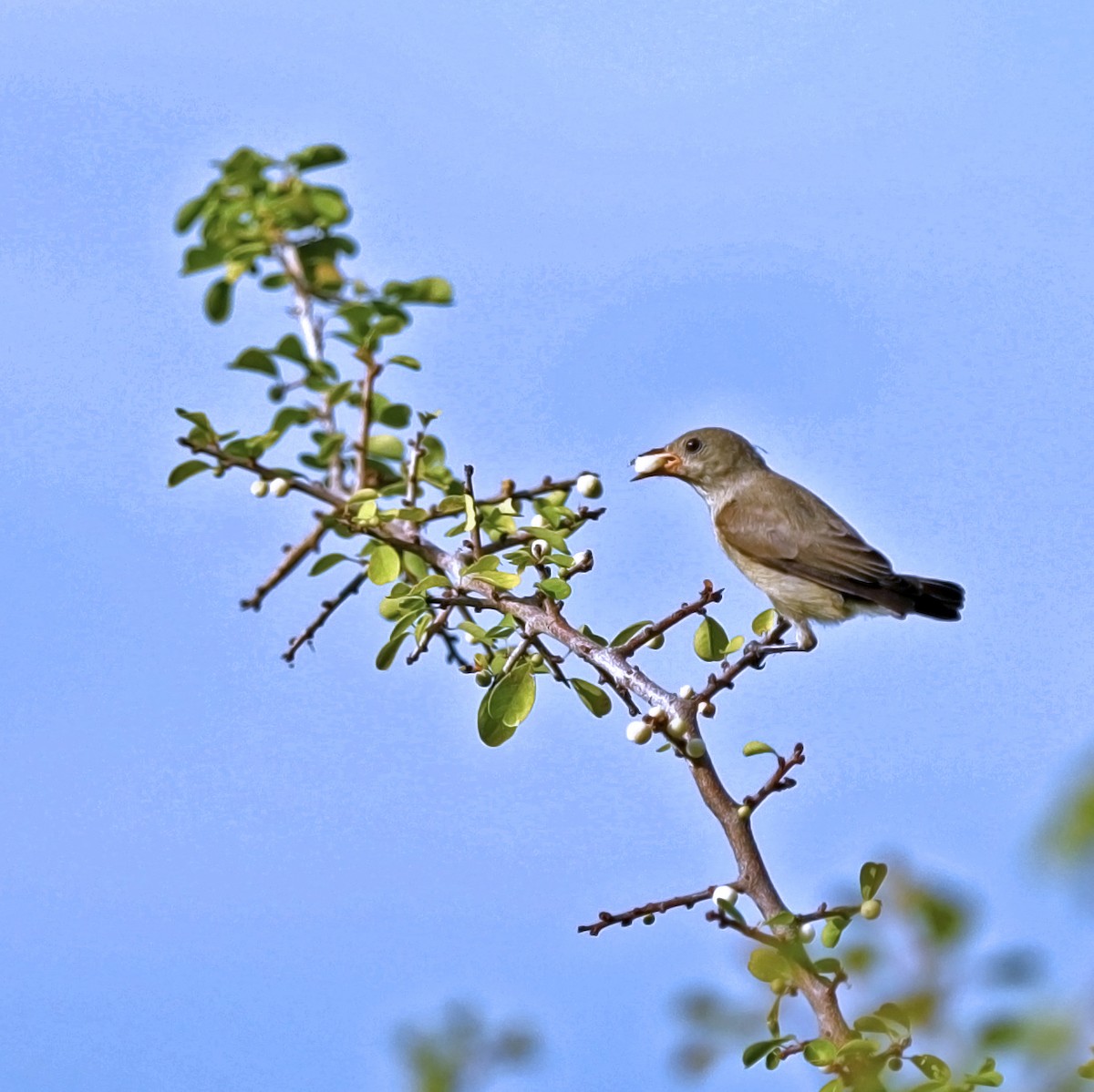 Pale-billed Flowerpecker - ML626363472