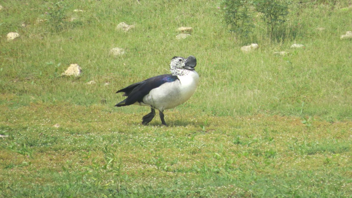 Canard à bosse - ML626363480