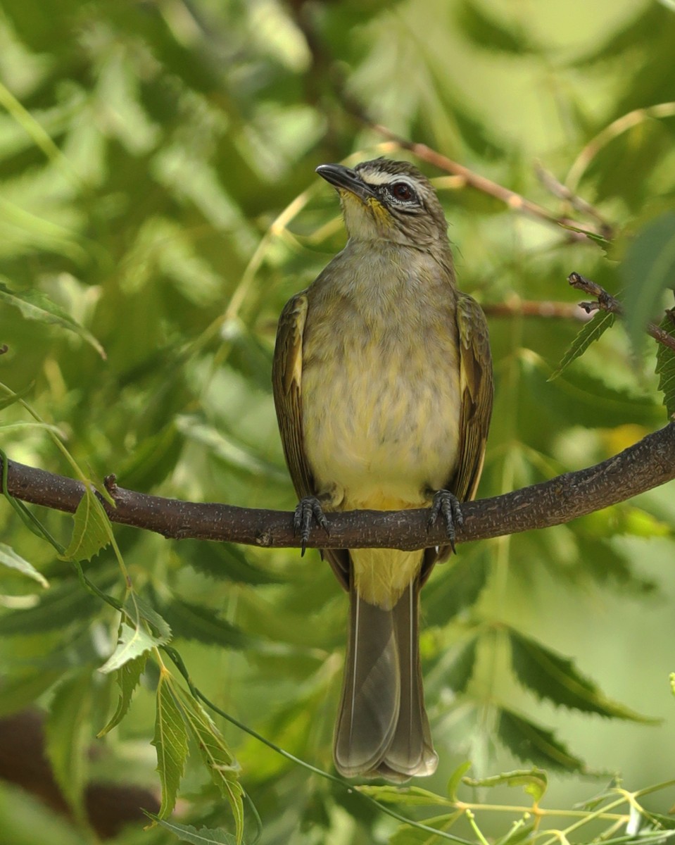 White-browed Bulbul - ML626363484