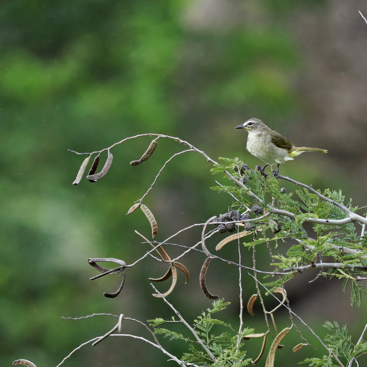White-browed Bulbul - ML626363485