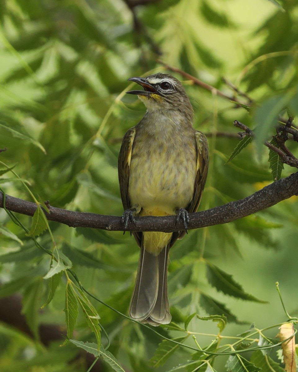 White-browed Bulbul - ML626363486