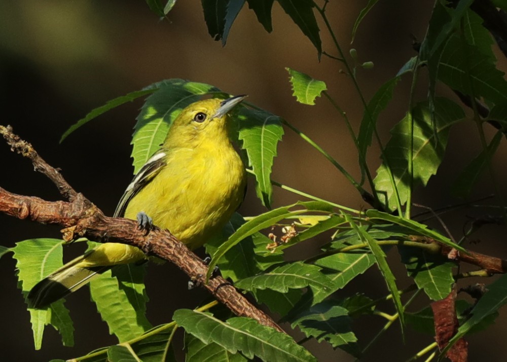 Common Iora - ML626363535