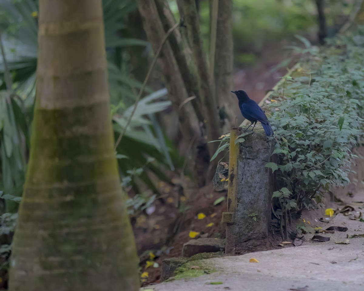 Malabar Whistling-Thrush - ML626363663