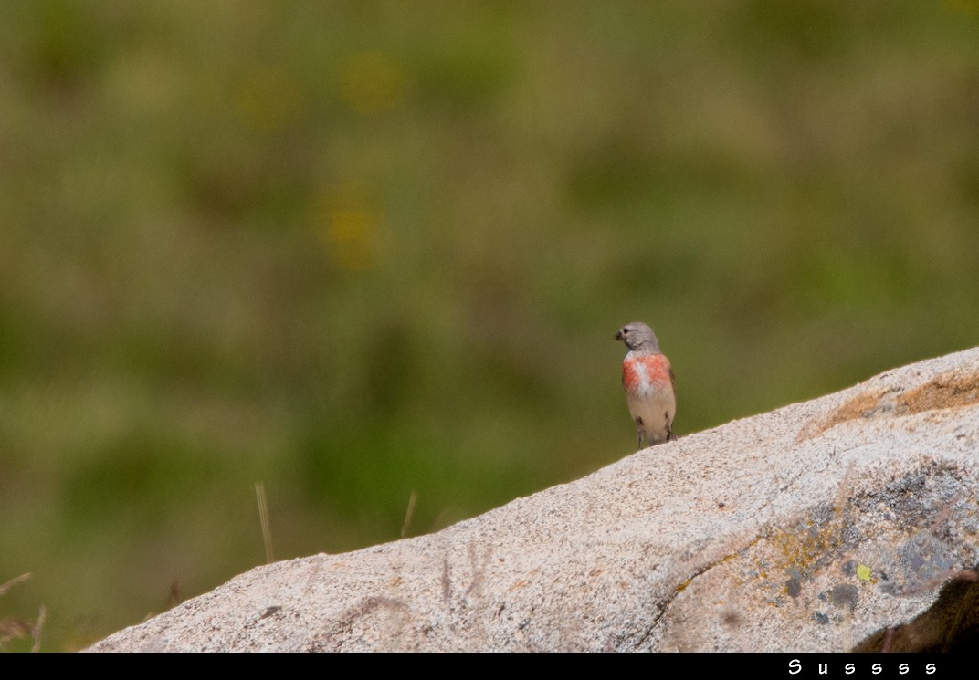 Алтан цэгцүүхэй - ML626363679