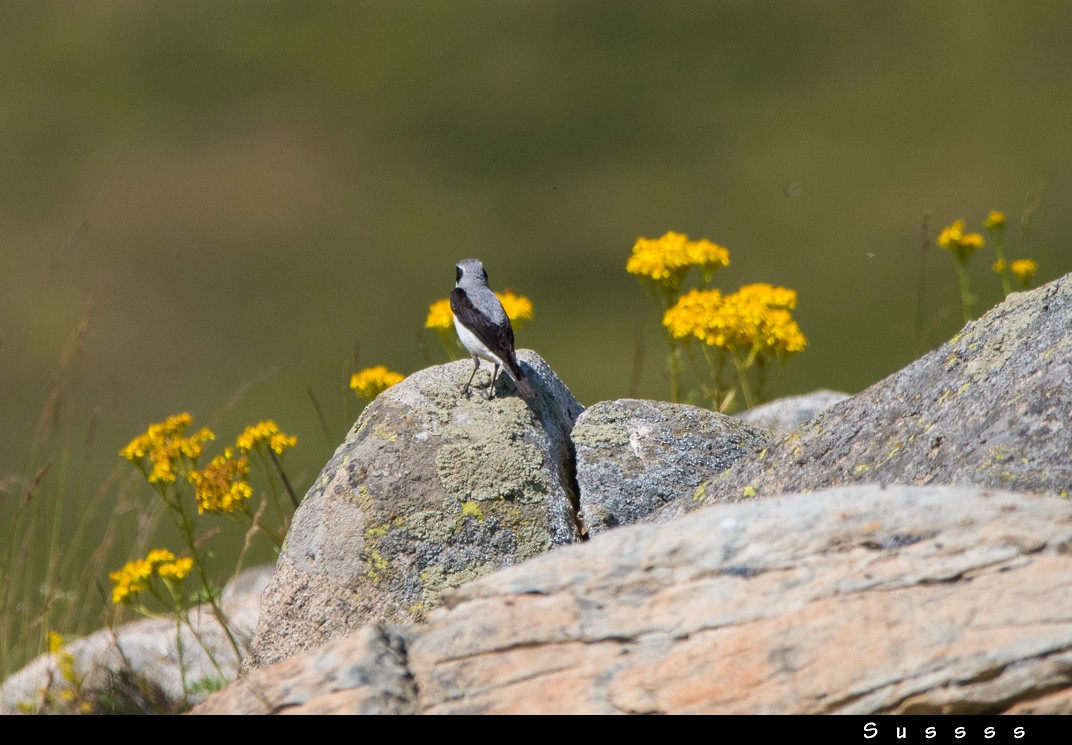 Адууч чогчиго - ML626363689