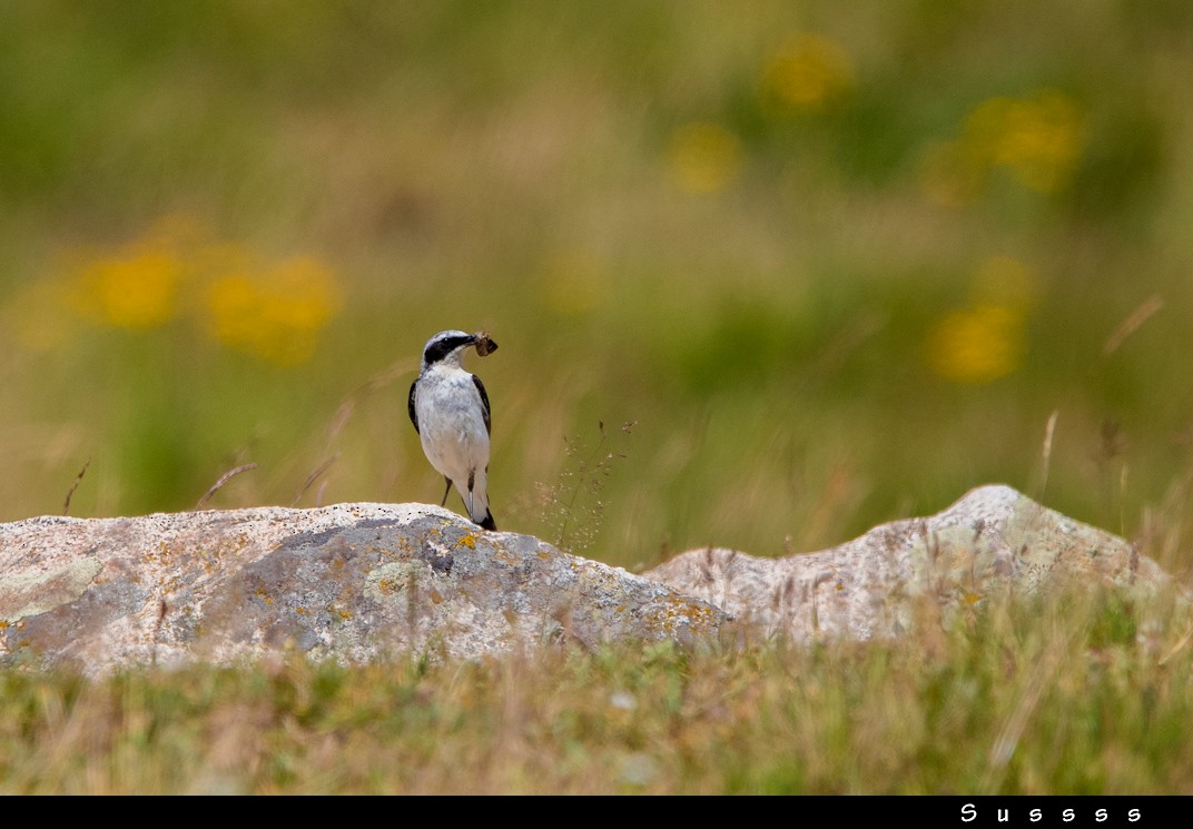 Адууч чогчиго - ML626363690