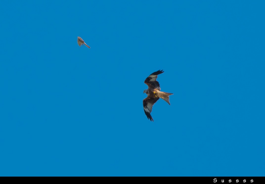 Red Kite - ML626363695